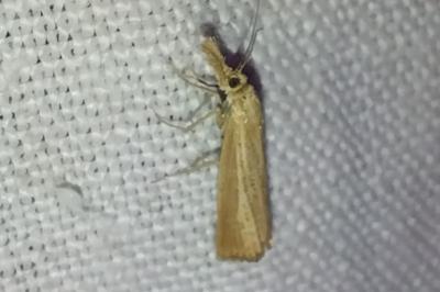 <i>Agriphila straminella</i>