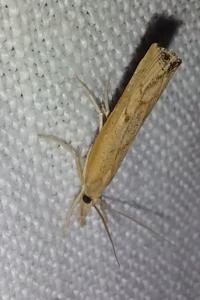 <i>Agriphila geniculea</i>