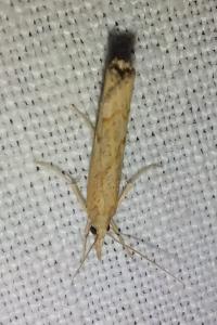 <i>Agriphila geniculea</i>
