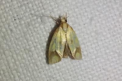 <i>Agapeta zoegana</i>
