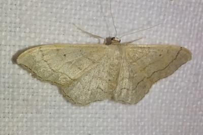 <i>Idaea aversata</i>