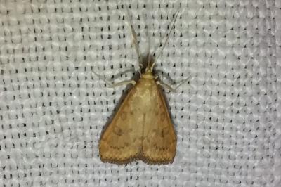<i>Udea ferrugalis</i>