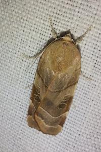 <i>Noctua fimbriata</i>