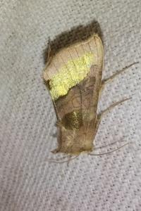 <i>Diachrysia chrysitis</i>