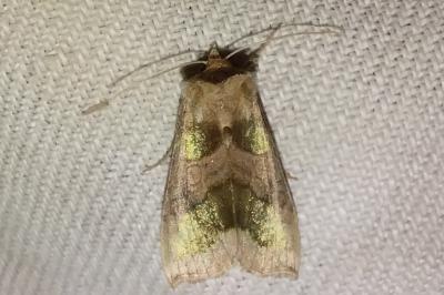<i>Diachrysia chrysitis</i>