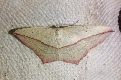 <i>Timandra comae</i>