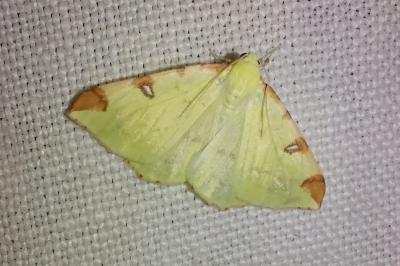 <i>Opisthograptis luteolata</i>
