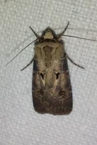 <i>Agrotis exclamationis</i>