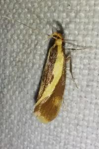 <i>Harpella forficella</i>