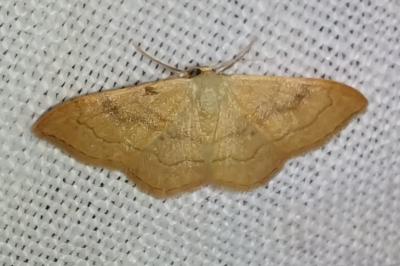 <i>Idaea rubraria</i>