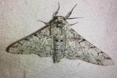 <i>Biston betularia</i>