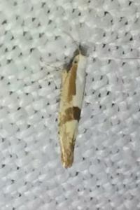 <i>Argyresthia pruniella</i>