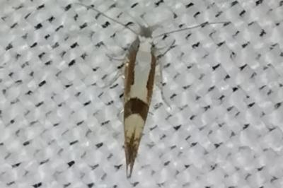 <i>Argyresthia pruniella</i>