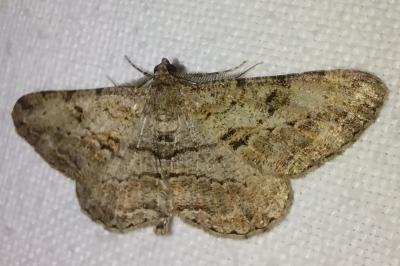 <i>Peribatodes rhomboidaria</i>