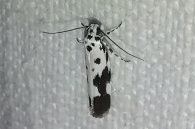 <i>Ethmia quadrillella</i>