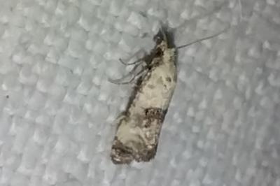 <i>Cochylis hybridella</i>