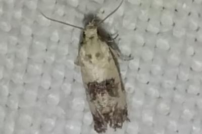 <i>Cochylis hybridella</i>