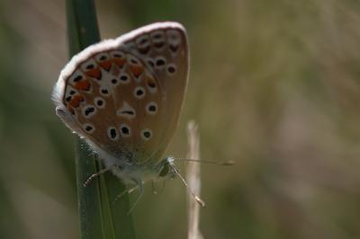<i>Polyommatus icarus</i>