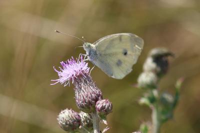 <i>Pieris rapae</i>
