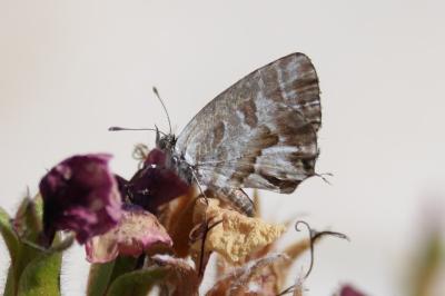 <i>Cacyreus marshalli</i>