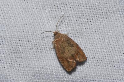 <i>Cydia amplana</i>