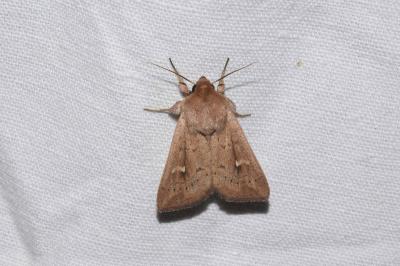 <i>Mythimna ferrago</i>