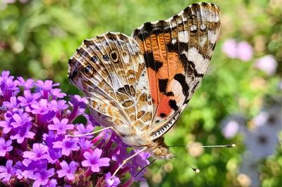 <i>Vanessa cardui</i>