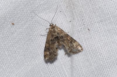 <i>Cataclysta lemnata</i>