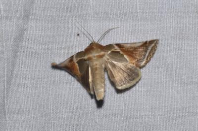 <i>Habrosyne pyritoides</i>