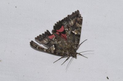 <i>Catocala sponsa</i>