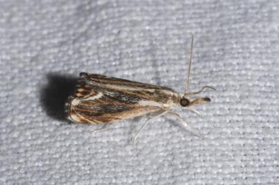 <i>Catoptria verellus</i>
