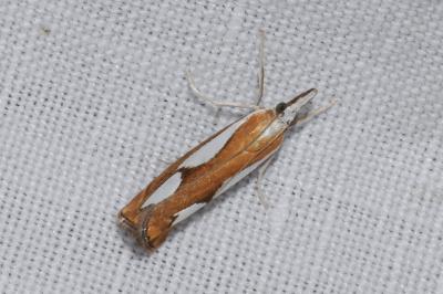 <i>Catoptria pinella</i>