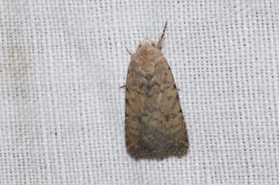 <i>Caradrina clavipalpis</i>