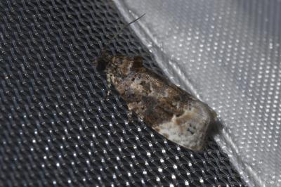 <i>Apotomis betuletana</i>