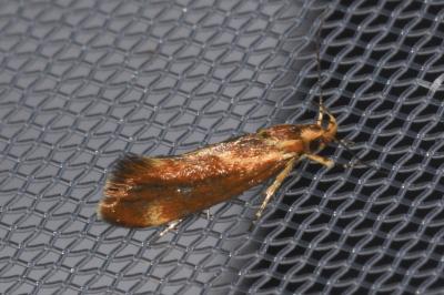 <i>Metalampra italica</i>