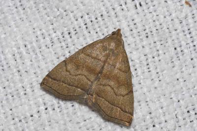 <i>Herminia tarsicrinalis</i>