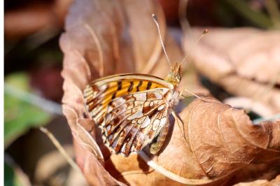 <i>Boloria dia</i>