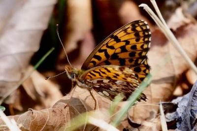 <i>Boloria dia</i>