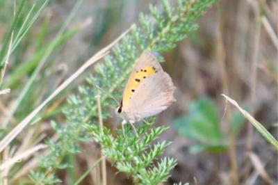 <i>Lycaena phlaeas</i>