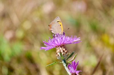 <i>Lycaena phlaeas</i>