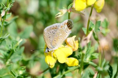 <i>Polyommatus icarus</i>