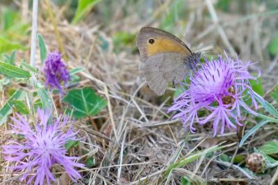 <i>Coenonympha pamphilus</i>