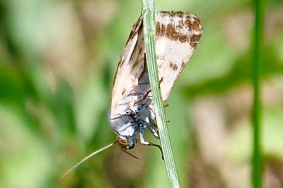 <i>Acontia lucida</i>