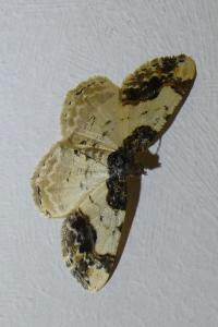 <i>Ligdia adustata</i>