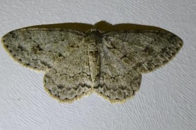 <i>Ectropis crepuscularia</i>