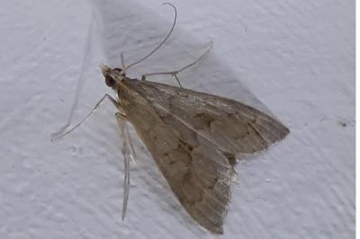 <i>Mecyna asinalis</i>