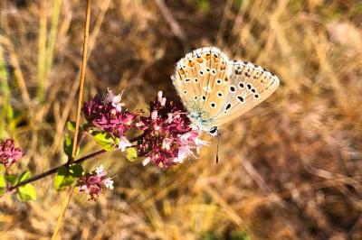 <i>Lysandra bellargus</i>