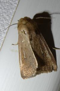 <i>Mythimna ferrago</i>