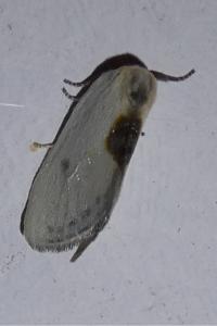 <i>Cilix hispanica</i>