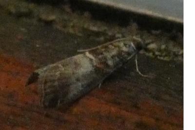 <i>Acrobasis advenella</i>